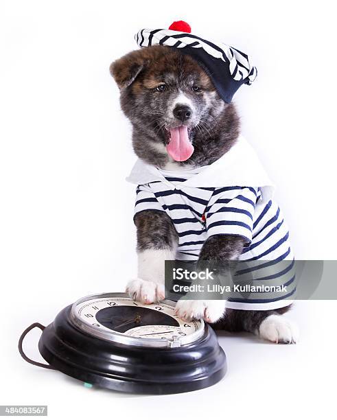 Foto de Akita Filhote De e mais fotos de stock de Roupa de Marinheiro - Roupa de Marinheiro, Animal de estimação, Cão