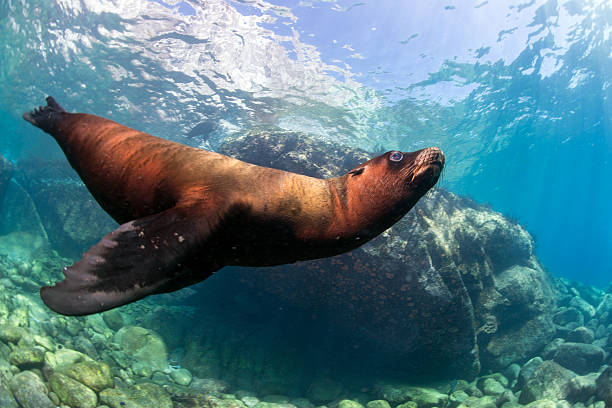 istock Puppy sea lion underwater looking at you 484086890