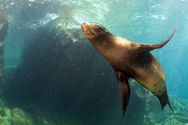 istock Puppy sea lion underwater looking at you 484086894