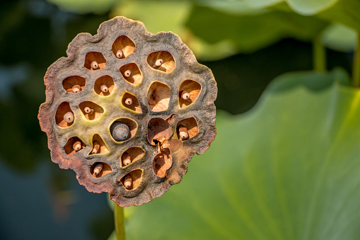lotus flower pod in a pond