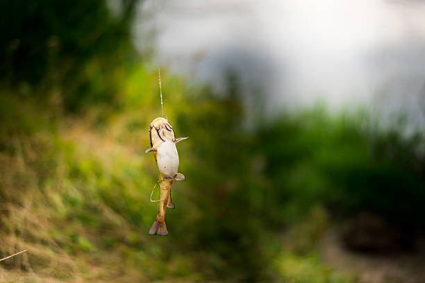 peixe em stringer - speckled trout - fotografias e filmes do acervo