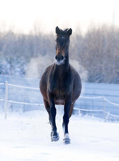 istock Horse gallops in winter 484087424