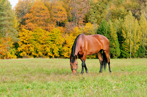 grazing horse in autumn