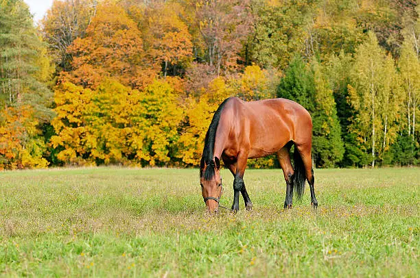 Photo of grazing horse in autumn