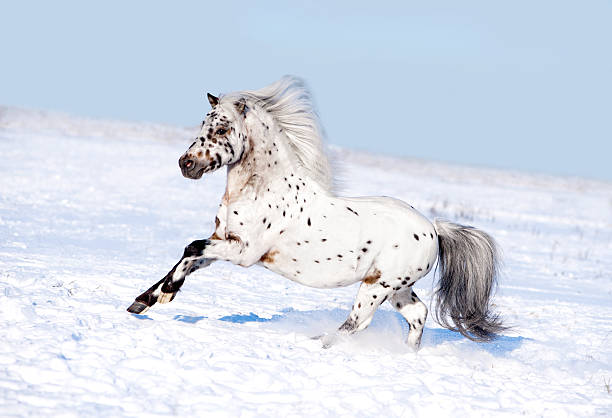 istock appaloosa pony runs free through the winter field 484087614