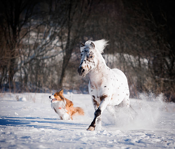 istock pony and dog runs in winter 484087616