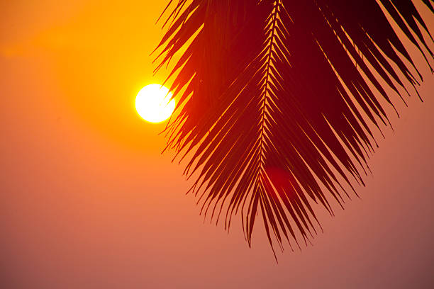 istock Palms and sun, tropical sunset taken in Goa, India 484090228