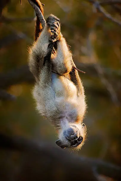 Playful Chacma baboon (Papio cynocephalus) hanging upside down from branch - Kruger National park (South Africa)