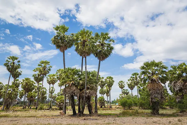 Photo of Sugar palms (borassus flabellifer) Asian Palmyra palm