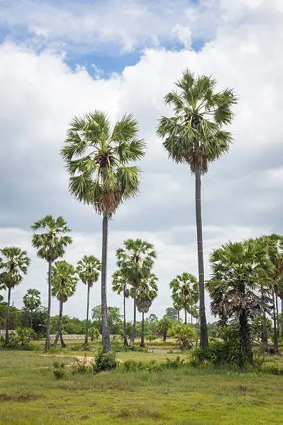 Sugar palms (borassus flabellifer) Asian Palmyra palm, Toddy palm, Sugar palm, or Cambodian palm, on the rice field tropical tree in Phetchaburi, Thailand