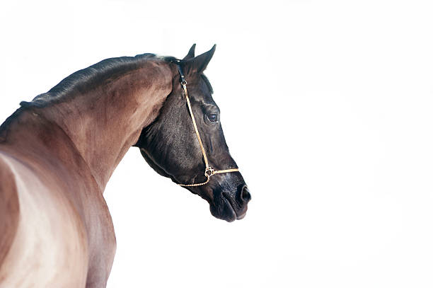 istock Dark horse isolated on white background 484090574