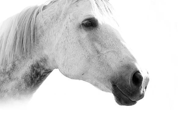 istock white horse in high key 484090576