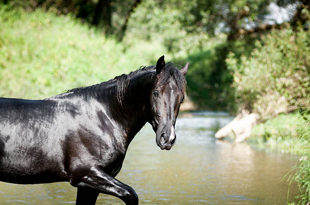 istock black wet horse in water 484090580