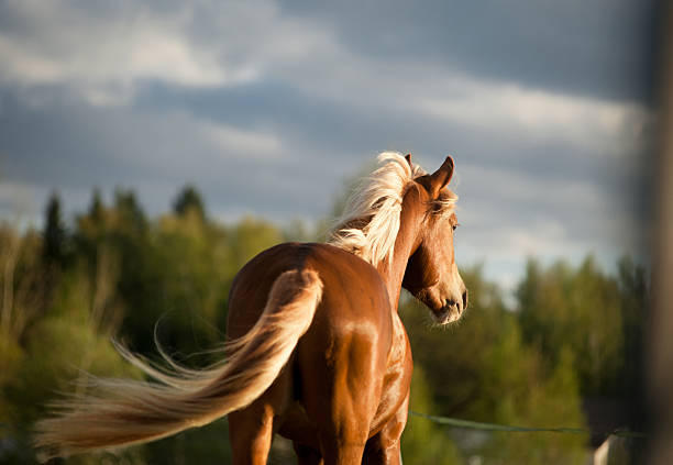 palomino horse in sunset