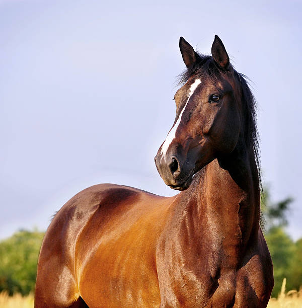 bay horse portrait