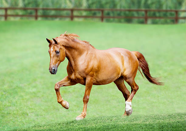 istock Running horse in meadow. Summer day 484090614