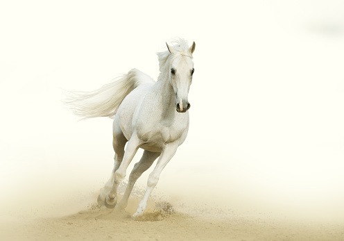 White Horse Gallop In A Desert Stock Photo - Download Image Now - 2015,  Activity, Animal - iStock