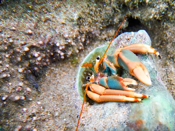 istock Close-Up Hermit Crab Hidden in a Shell from the Tropics 484090696