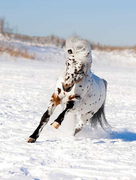 istock appaloosa pony winter 484091456