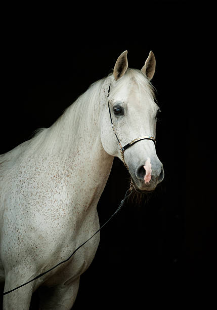 istock white horse portrait isolated on white 484091458