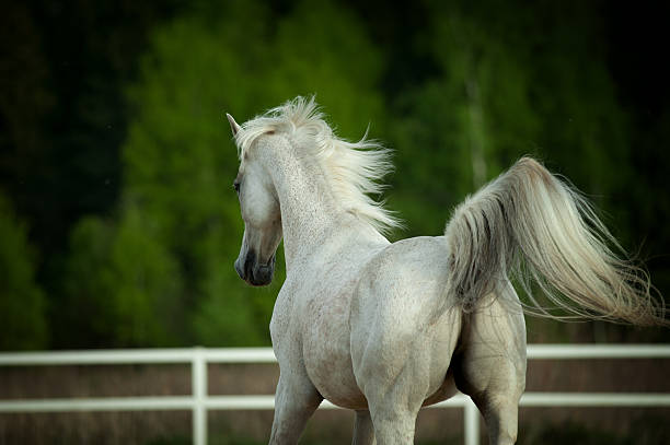 istock white arab horse portrait run away 484091462