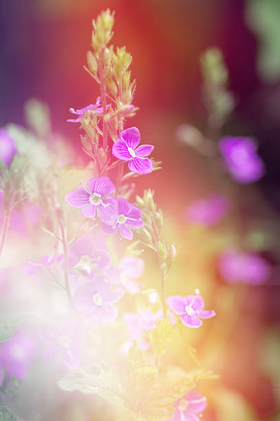 istock Beautiful Floral Border.Flower design. 484091534