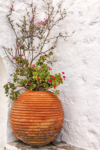 istock Greek flower, Milos island, Greece, Cyclades 484091650