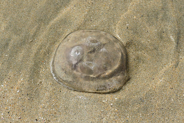 istock Jellyfish washed up on Fistral Beach, Newquay, Cornwall 484092184