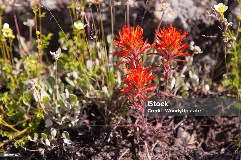 Indian Paintbrush An Indian Paintbrush wildflower at Craters of the Moon National Monument, Idaho, USA. 2015 Stock Photo