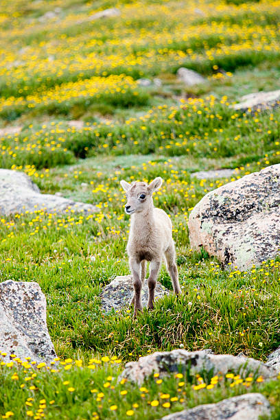 Baby bighorn sheep frolicks on the summit of 14000 foot Mount Evans Colorado on a beautiful summer mornng!