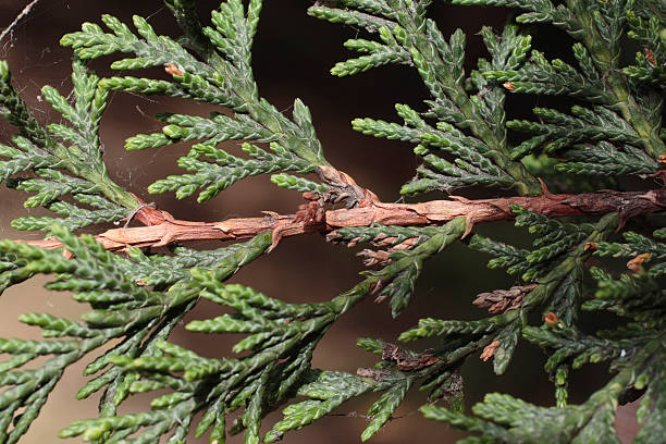 Evergreen cypress leaves on twig Chamaecyparis species Here is a branch from a cypresstree (Chamaecyparis) showing fresh evergreen leaves growing from a red-brown twig. chamaecyparis stock pictures, royalty-free photos & images