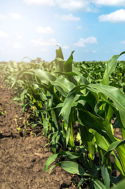 istock Young green corn in agricultural field. 484097024