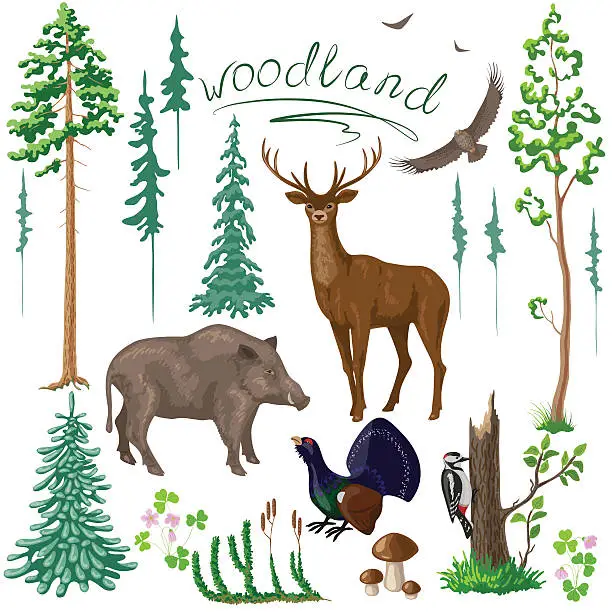 Vector illustration of Woodland Plants and Animals Set