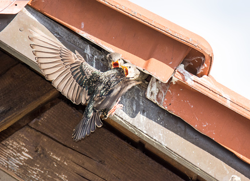 Flying Common Starling feeding babies that have shelter under the roof of a house