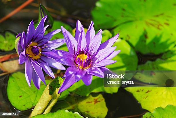 Viola Le Ninfee - Fotografie stock e altre immagini di Acqua stagnante - Acqua stagnante, Ambientazione tranquilla, Bellezza