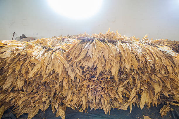 istock yellow tobacco leaves in the workshop 484101303