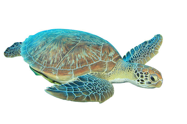 Green Sea Turtle isolated Green Sea Turtle isolated on white background sea turtle stock pictures, royalty-free photos & images