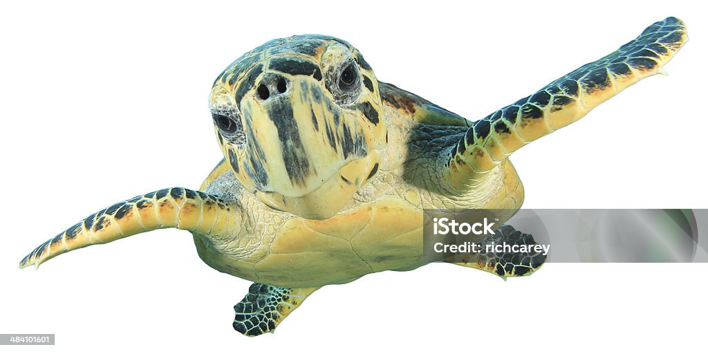 Hawksbill Sea Turtle isolated Hawksbill Sea Turtle isolated on white background Sea Turtle Stock Photo