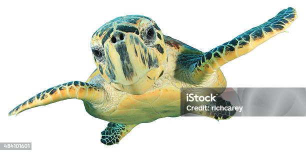 Hawksbill Sea Turtle Isolated Stock Photo - Download Image Now - Sea Turtle, White Background, Animal