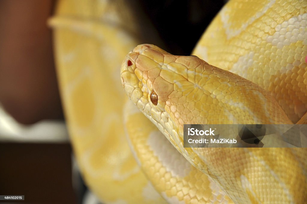 Albino Burmese Python The Burmese Python is found throughout Southern- and Southeast Asia Albino Stock Photo