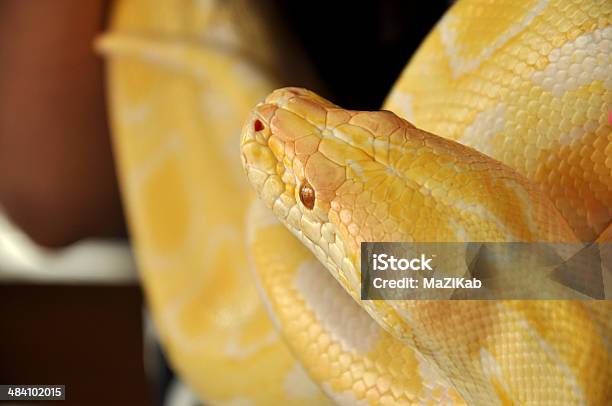 Albino Burmese Python Stock Photo - Download Image Now - Albino, Animal, Animal Markings