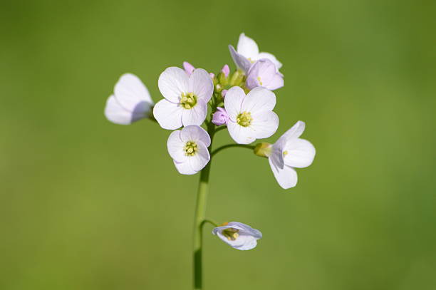 istock Lady's Smock - Cardamine pratensis, Brassicaceae 484102331