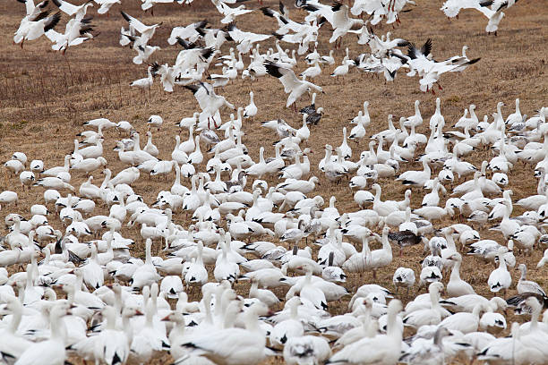 istock Thousands of Snow Geese 484103255
