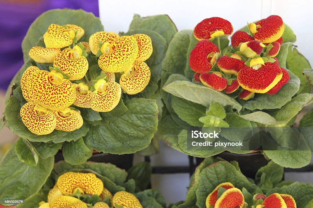 Yellow Flower Gloxinia Stock Photo - Download Image Now - Beauty In Nature,  Bell, Blossom - iStock