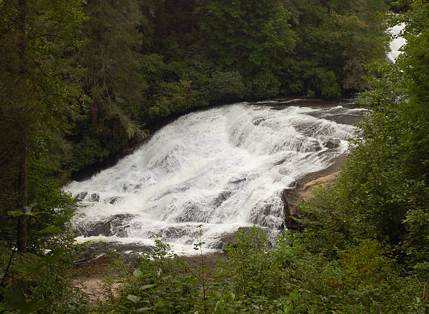 下までのトリプルデュポント、ノースカロライナ州有林 - dupont state forest ストックフォトと画像