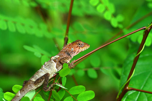 Molting The chameleon on a branch. Molting The chameleon on a branch. polychrotidae stock pictures, royalty-free photos & images