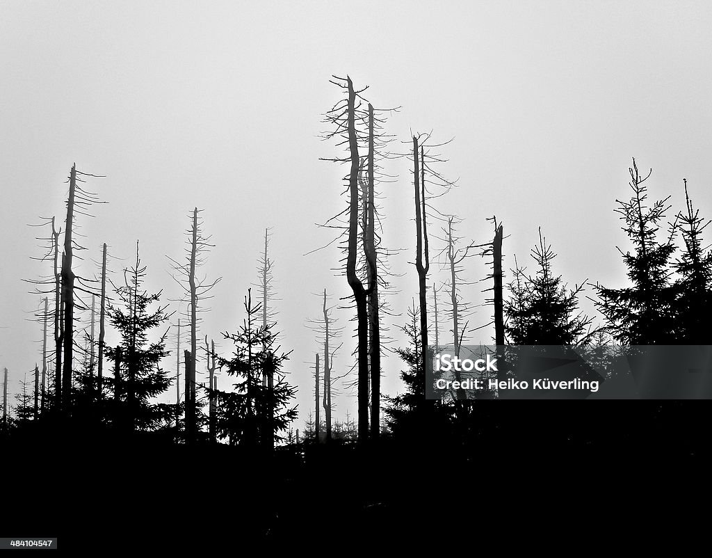 Forest Forest at dawn In Silhouette Stock Photo