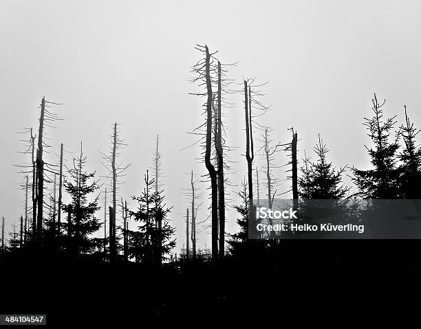 Forest Stock Photo - Download Image Now - In Silhouette, Treelined, Bark Beetle