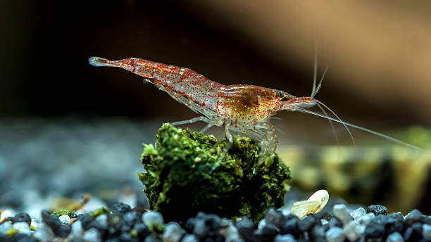 Shrimp sitting on food On the picture you see a shrimp sitting on his food. The shrimp is a variation on the fire shrimp. crevet stock pictures, royalty-free photos & images