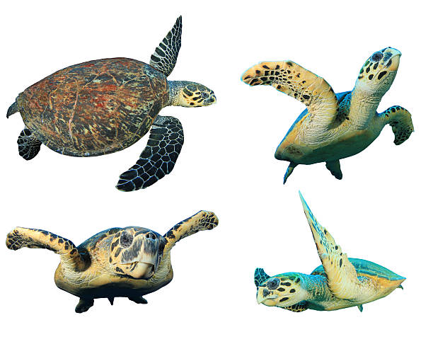 istock Hawksbill Sea Turtles isolated 484105015